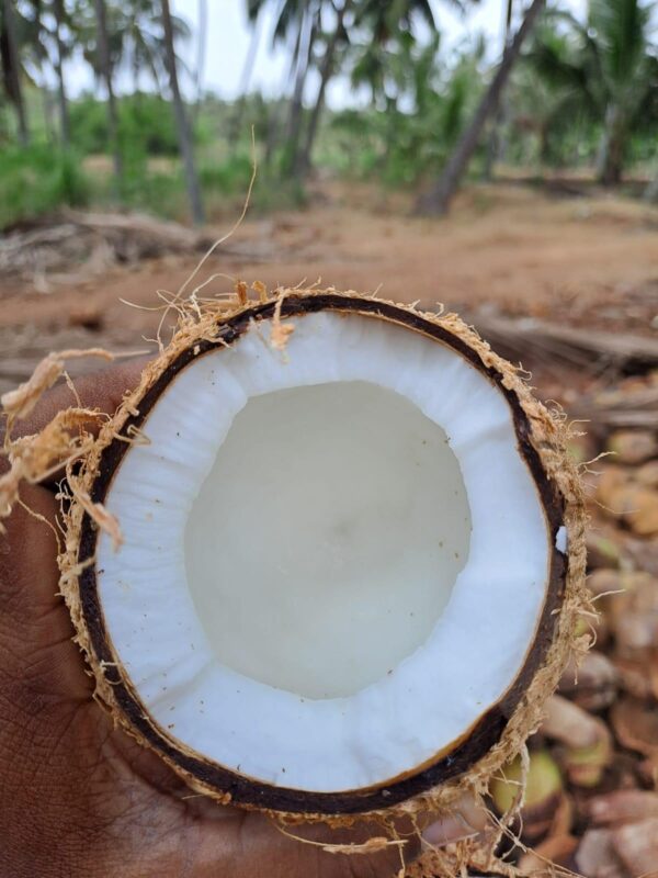 Fresh Coconuts 15 kgs (25 nuts/bag)